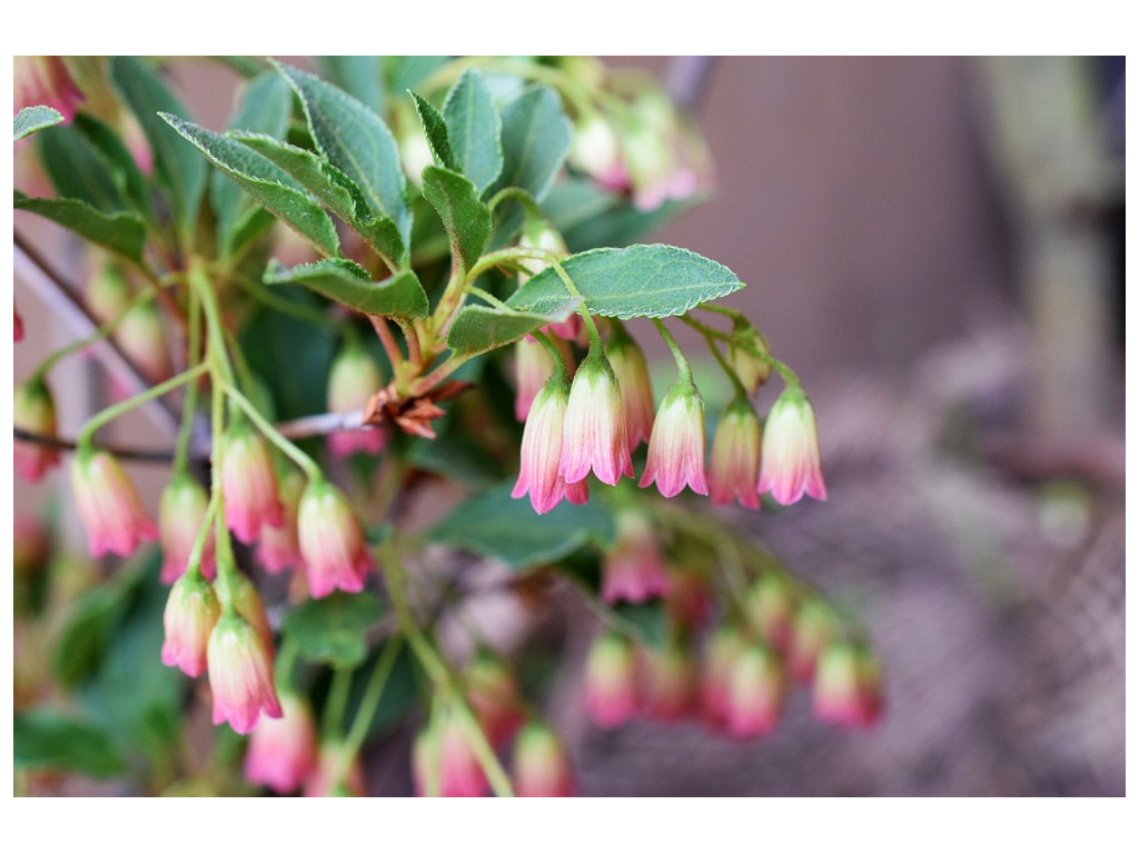 ENKIANTHUS CAMPANULATUS 'RUBY GLOW'