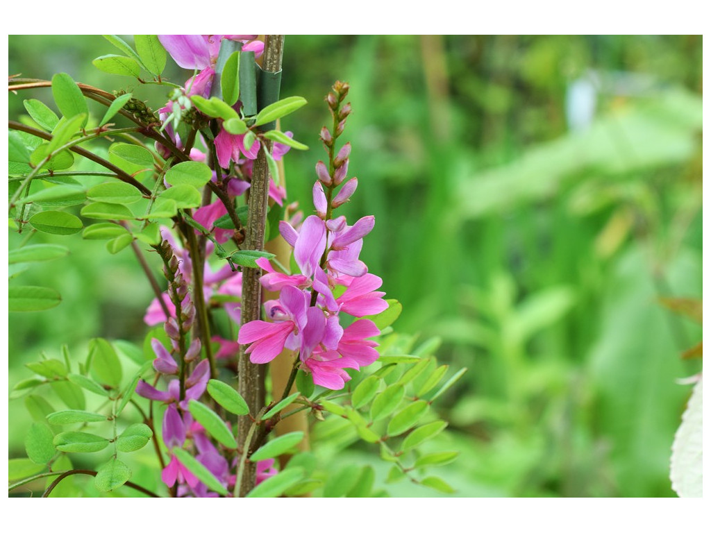 INDIGOFERA HIMALAYENSIS