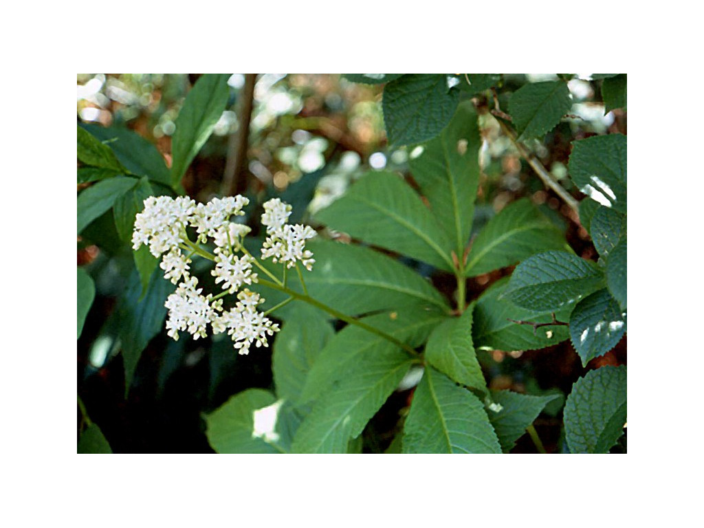 RODGERSIA SAMBUCIFOLIA