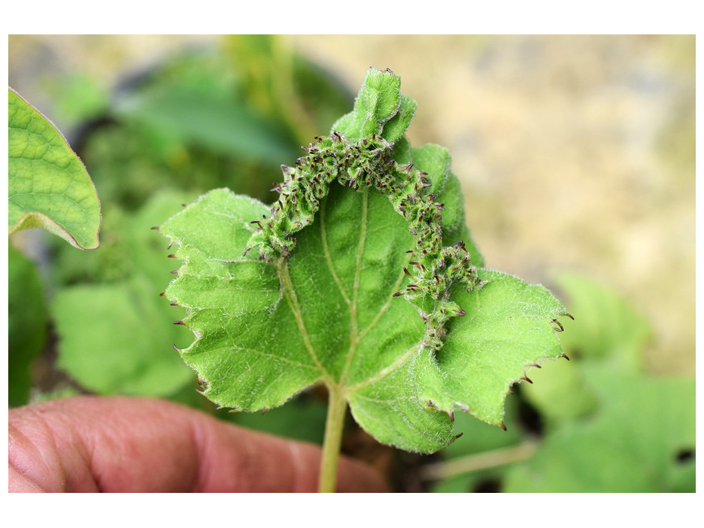 PETASITES JAPONICUS 'FRISOUILLE' PETASITES JAPONICUS 'FRISOUILLE'