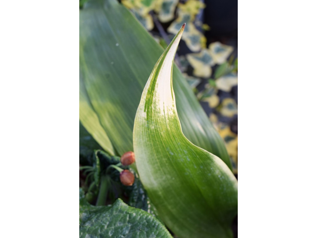 ASPIDISTRA ELATIOR 'SNOW CAP'