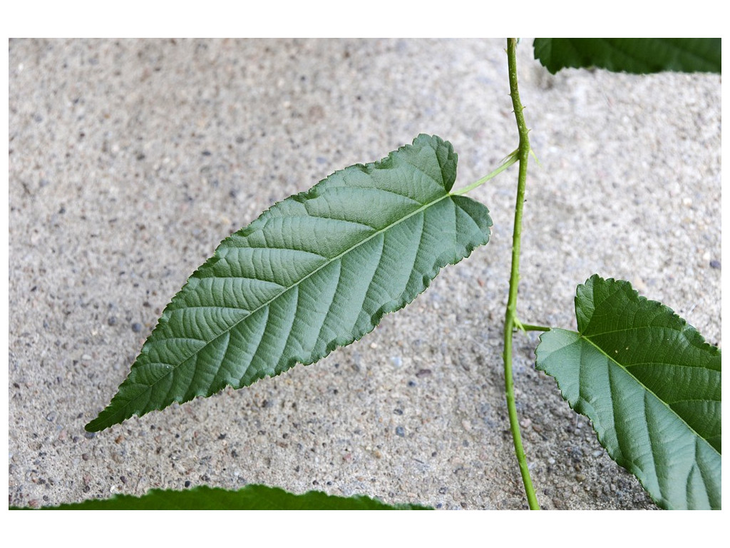 RUBUS SWINHOEI 'MINGCHIH' CMBTW1518