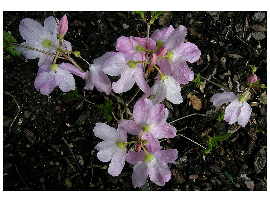 RHODODENDRON SCHLIPPENBACHII KR5463