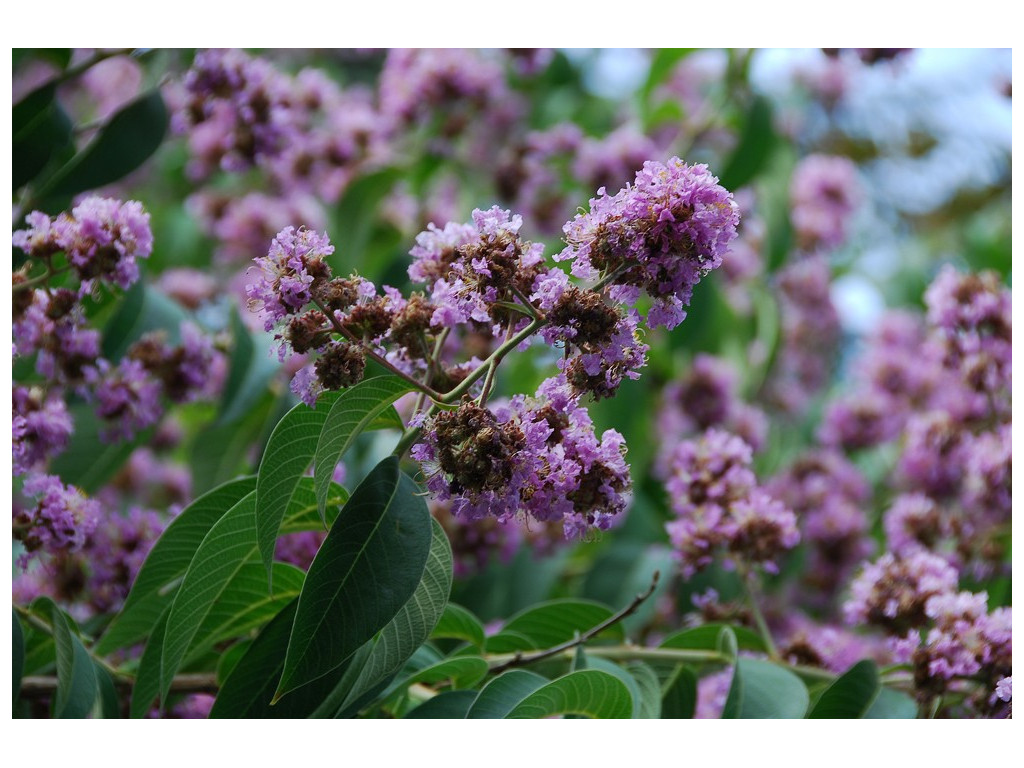 LAGERSTROEMIA LIMII