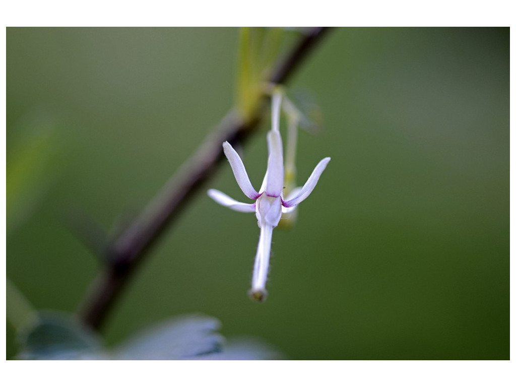 RIBES DIVARICATUM