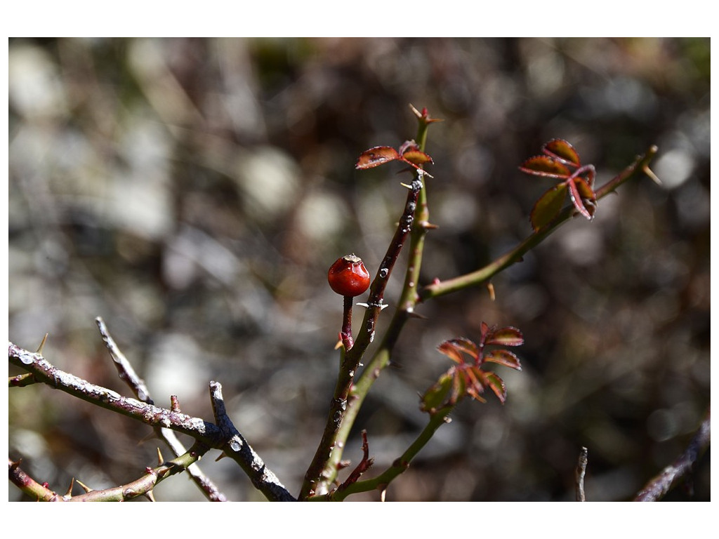 ROSA TRANSMORRISONENSIS CMBTW1662