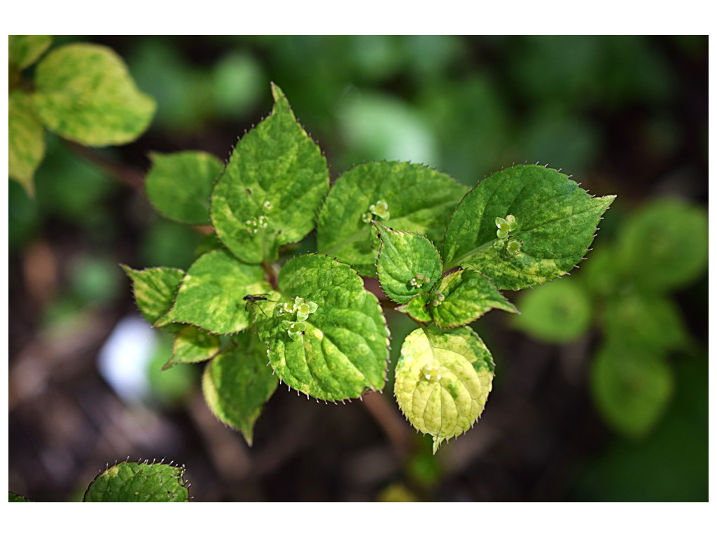 HELWINGIA JAPONICA 'AOBA'