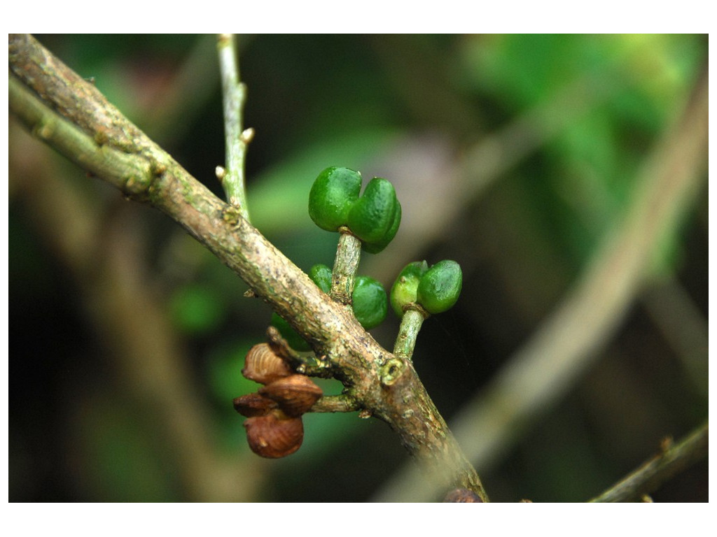 ORIXA JAPONICA JP4350