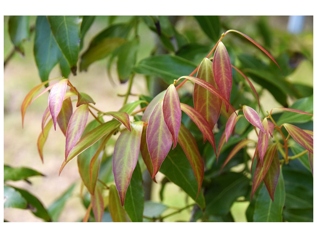 CINNAMOMUM INSULARIMONTANUM TW1368