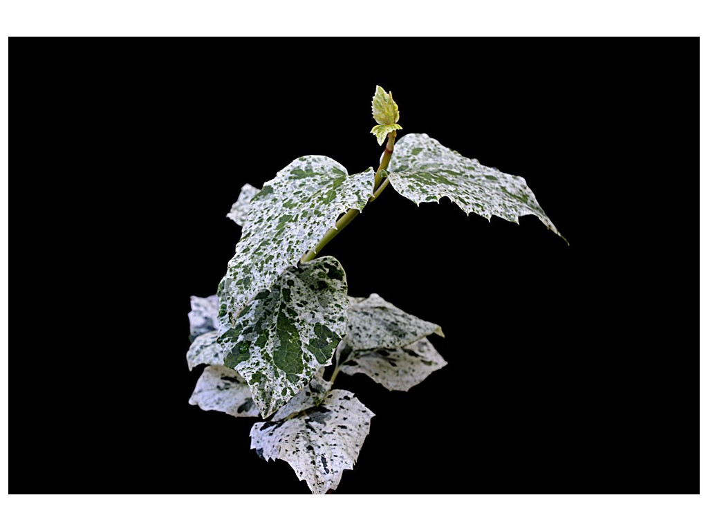 SCHIZOPHRAGMA HYDRANGEOIDES 'EDOKORO'