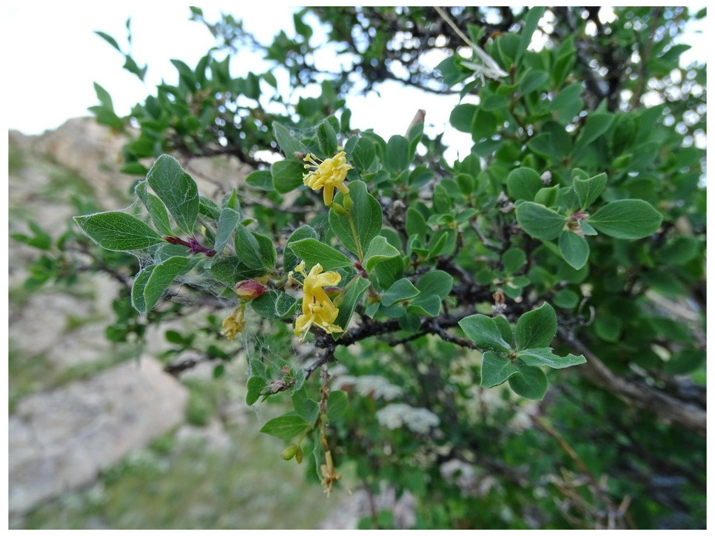 LONICERA MICROPHYLLA RU5422