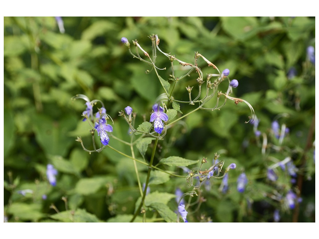 CARYOPTERIS DIVARICATA 'JADE SHADES'