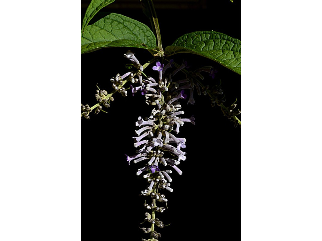 BUDDLEJA JAPONICA JP3125