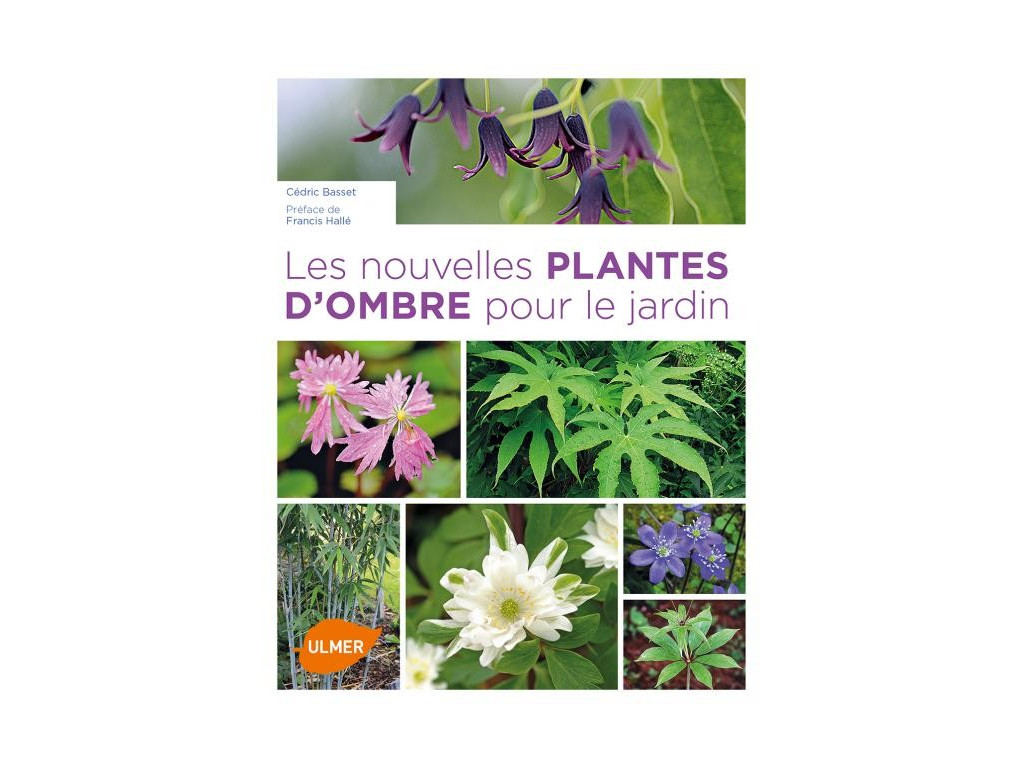 LES NOUVELLES PLANTES D'OMBRE POUR LE JARDIN