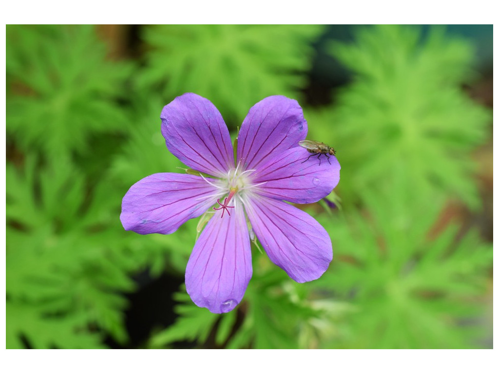 GERANIUM CLARKEI 'KASHMIR BLUE'