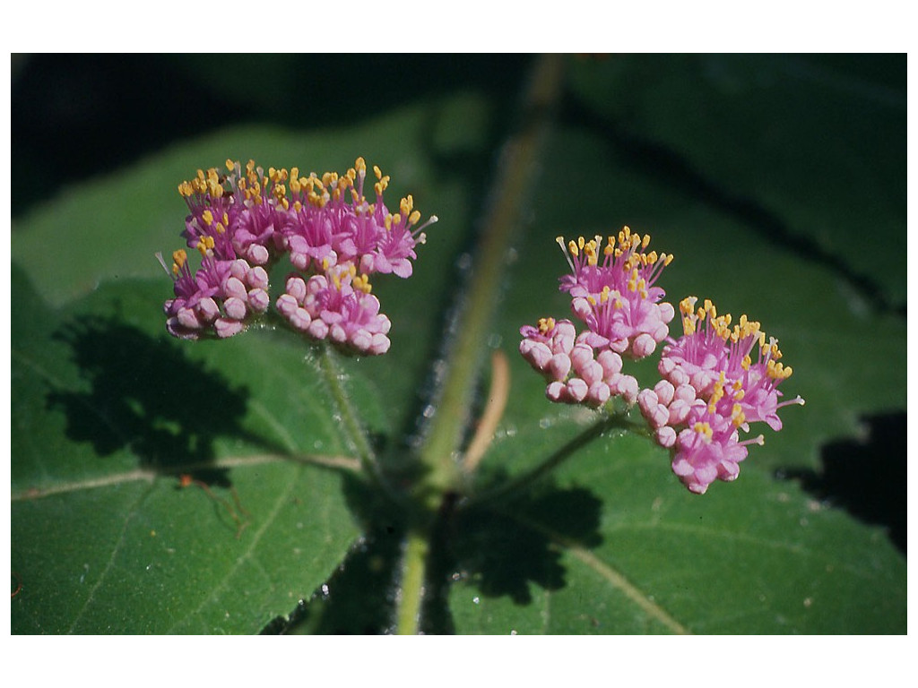 CALLICARPA RUBELLA CH2130