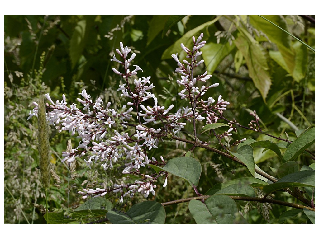 SYRINGA YUNNANENSIS CH5562