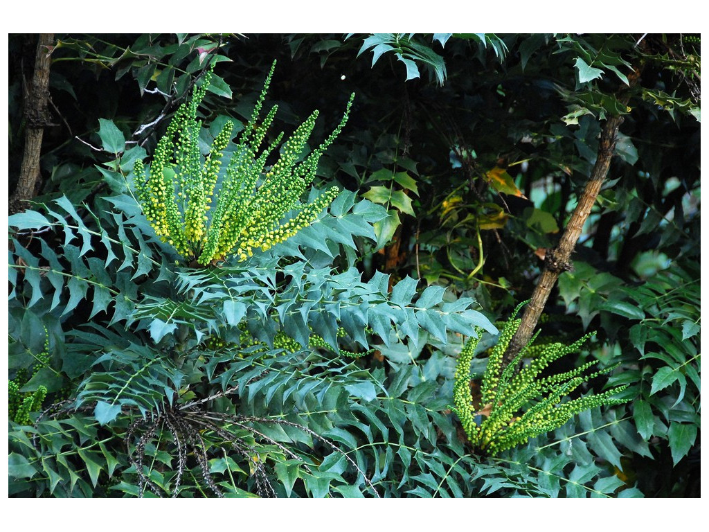 MAHONIA BEALEI