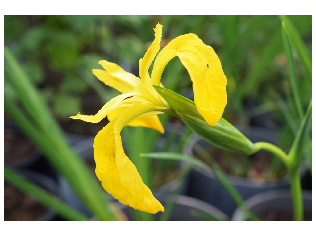 IRIS PSEUDACORUS 'COMPACT FORM'