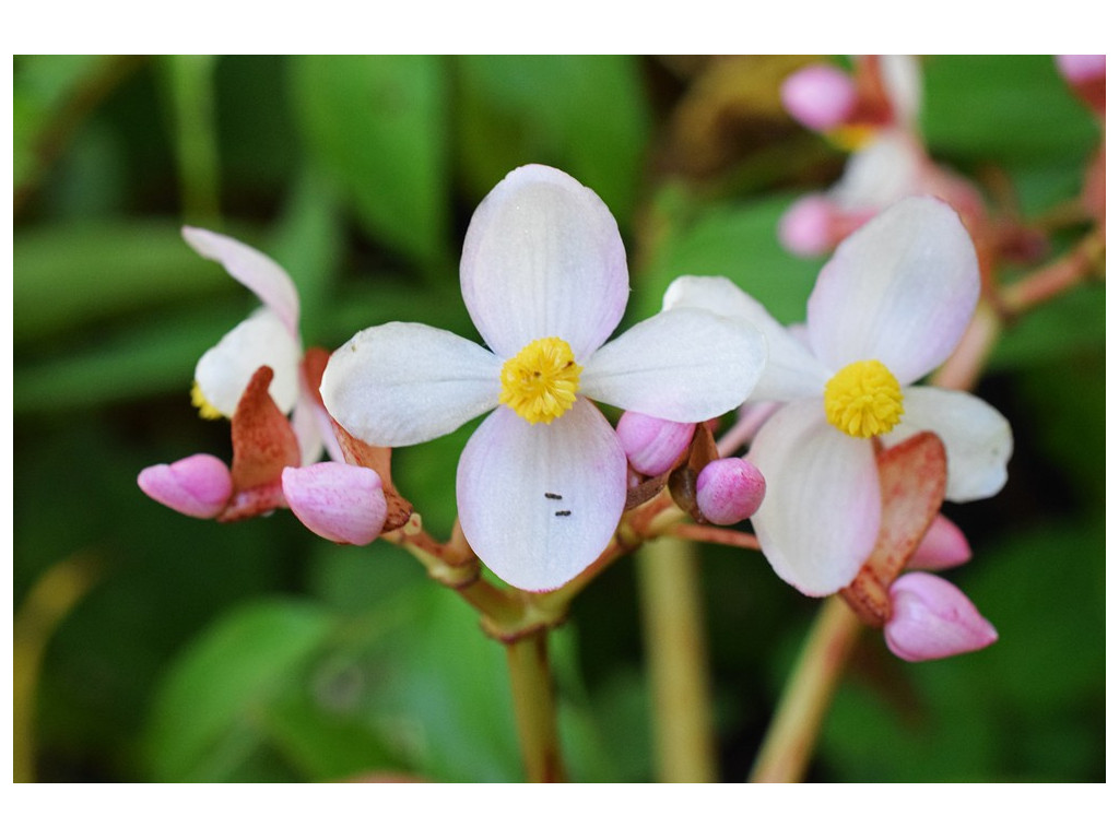 BEGONIA KOELZII NJM12.077