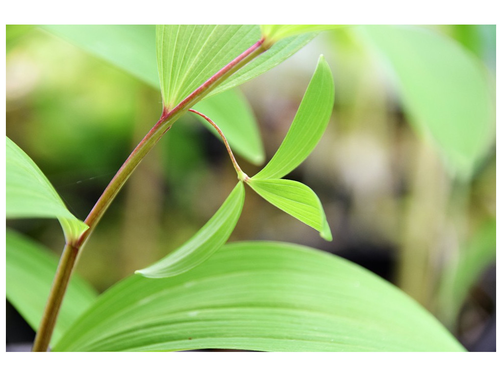 POLYGONATUM ODORATUM 'MIDORIIRO'