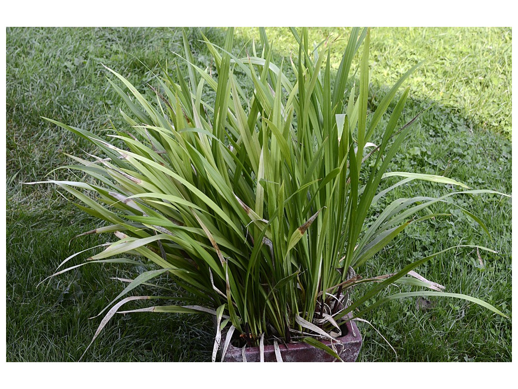 ASPIDISTRA CAESPITOSA