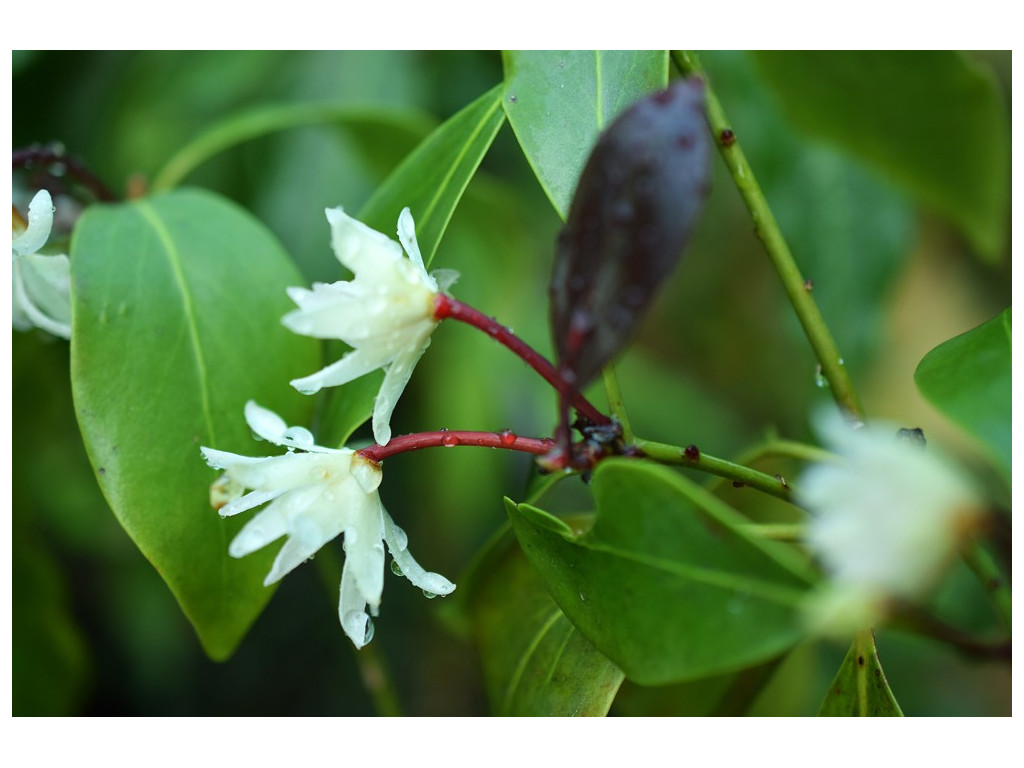 ILLICIUM ANISATUM 'MURASAKI NO SATO' ILLICIUM ANISATUM 'MURASAKI NO SATO'