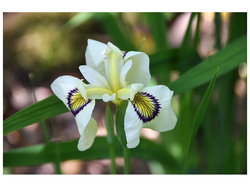 IRIS x PSEUDATA 'SHIRABYOSHI'