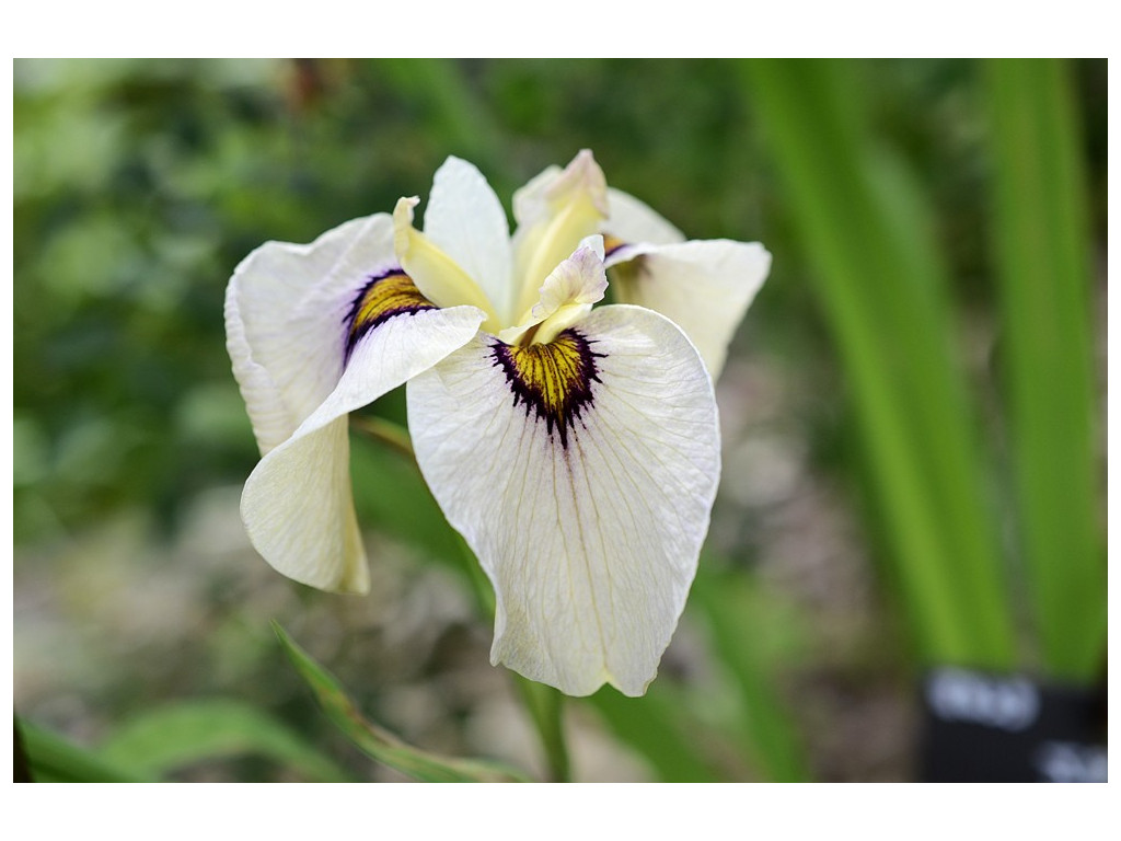 Plant d'Iris du Japon à fleur blanche - Pépinière des Carlines