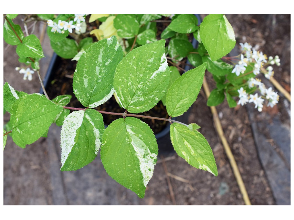 DEUTZIA SCABRA 'AMANOGAWA'