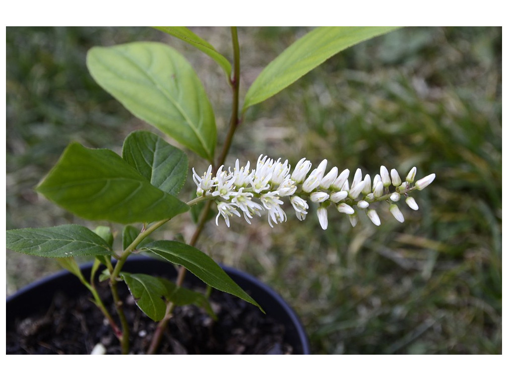 ITEA JAPONICA