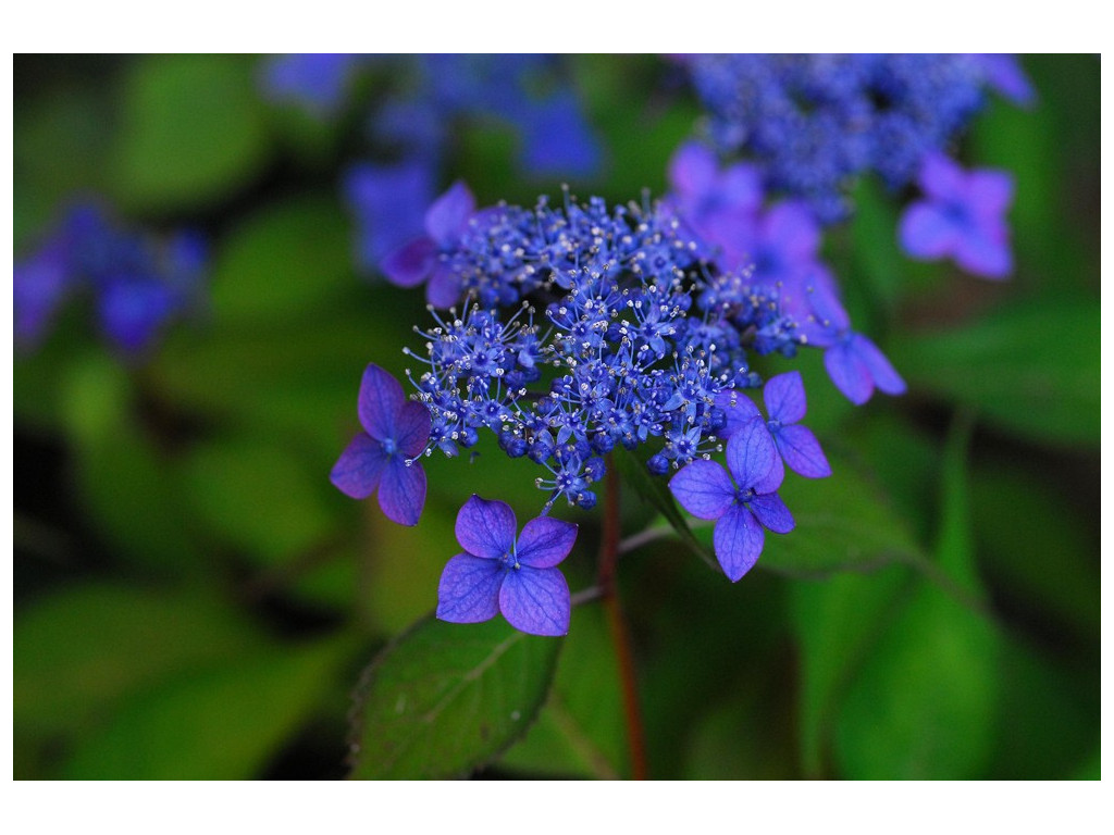 HYDRANGEA SERRATA 'BLEU-ROSE DE TOKYO'