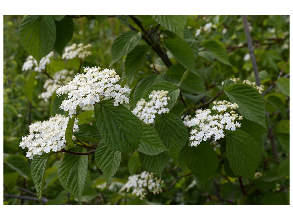 VIBURNUM DILATATUM JP2795 & JP6344