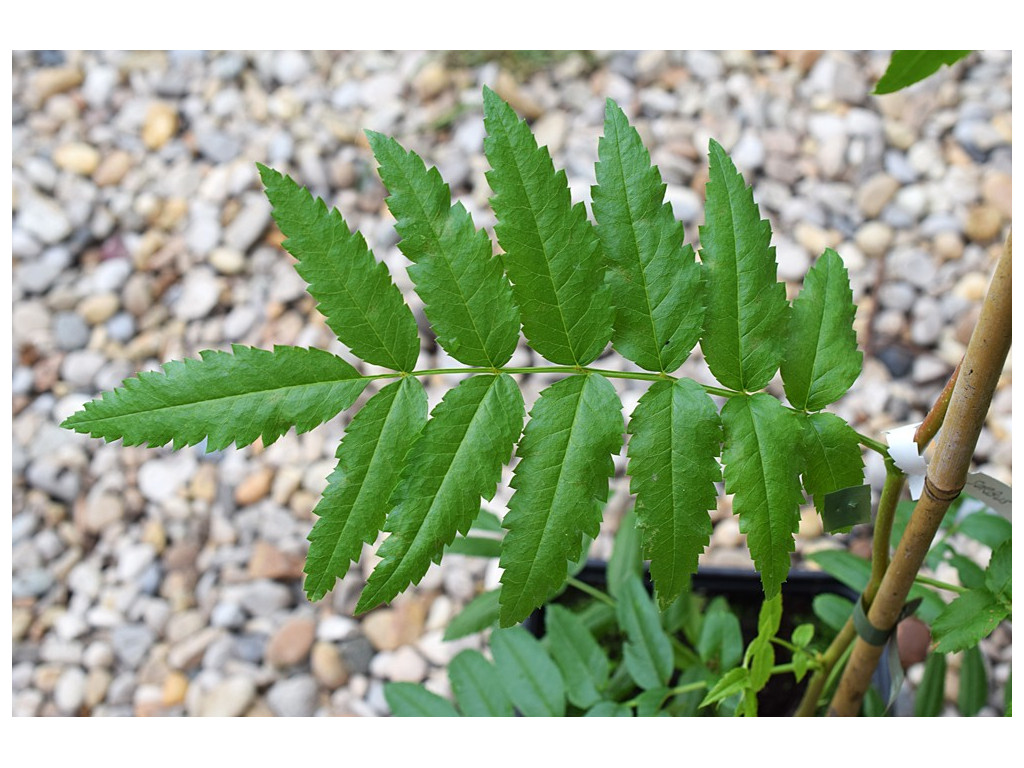 SORBUS TIANSCHANICA KGZ5048