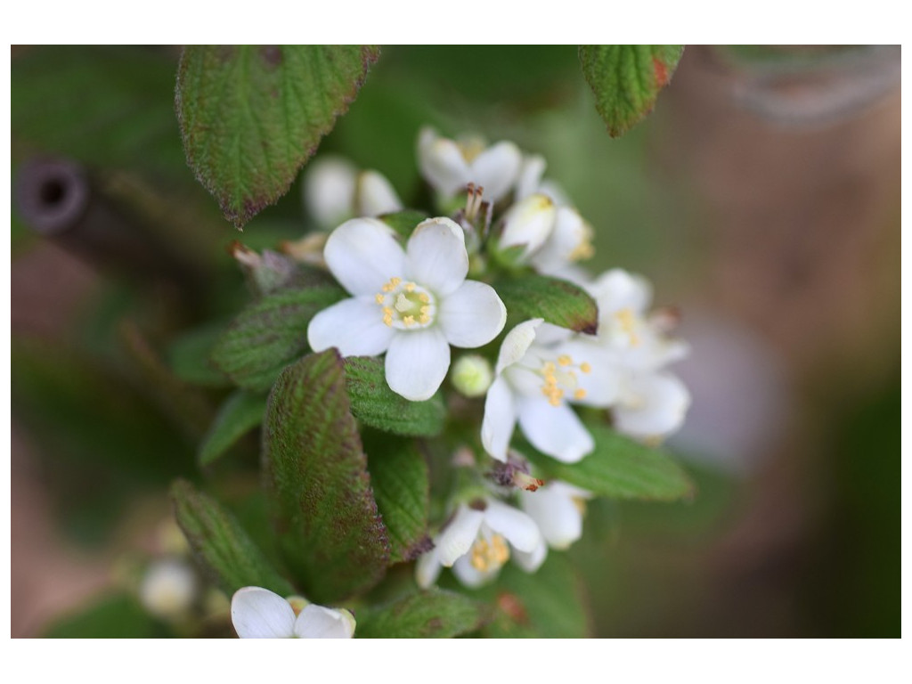 JAMESIA AMERICANA