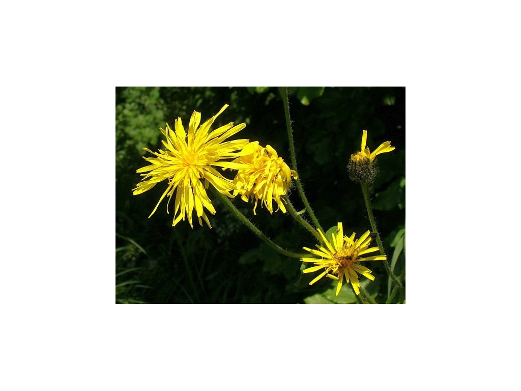 CREPIS SIBIRICA KZ5474