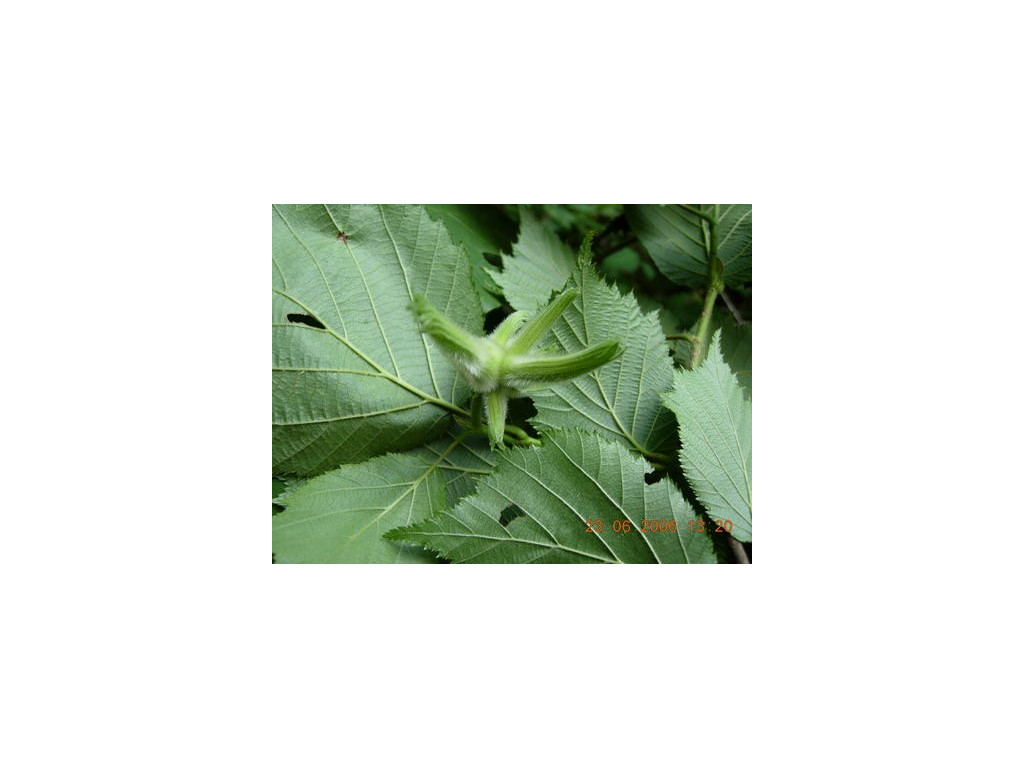 CORYLUS MANDSHURICA RU5538