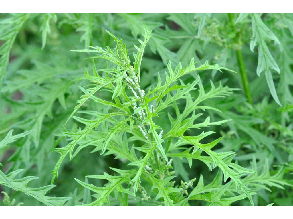 URTICA CANNABINA MN5683