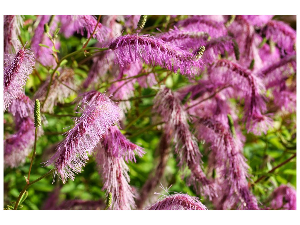 SANGUISORBA JAPONENSIS