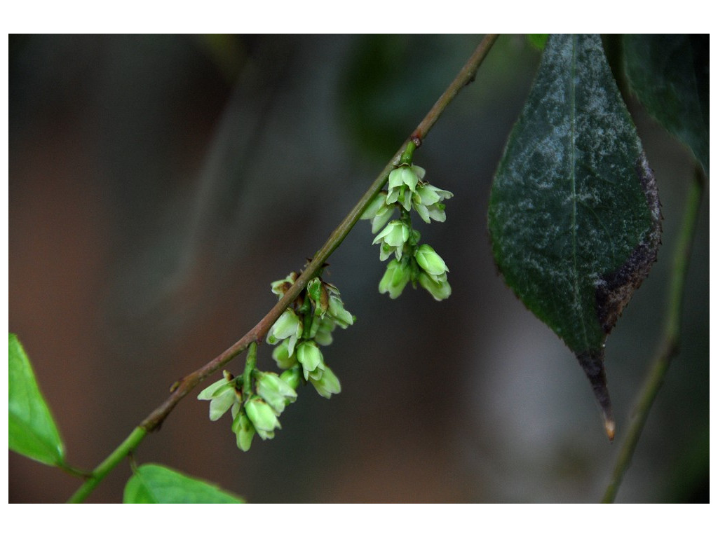 STACHYURUS OBOVATUS CH5027