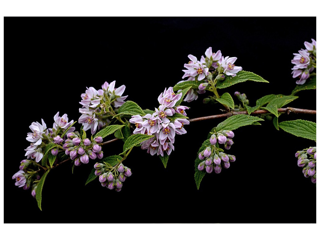 DEUTZIA LONGIFOLIA DS71