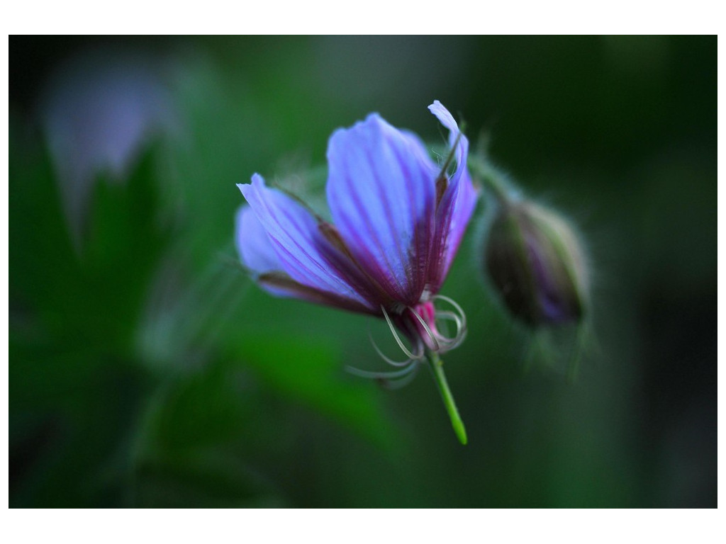 GERANIUM ARISTATUM