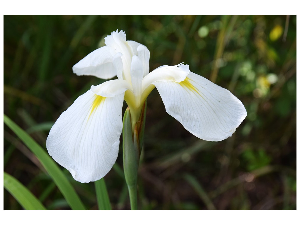 IRIS ENSATA 'DIAMANT'