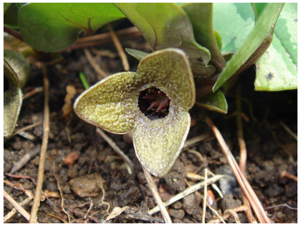 ASARUM FAURIEI ASARUM FAURIEI