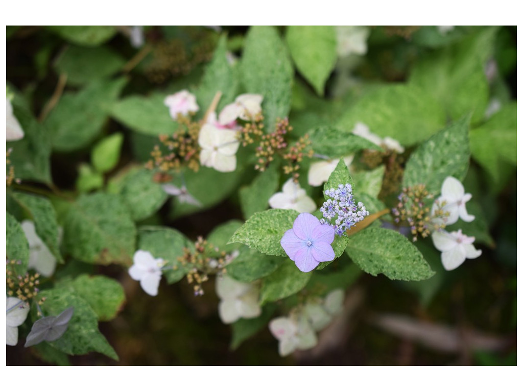 HYDRANGEA SERRATA 'KUJUSAN'