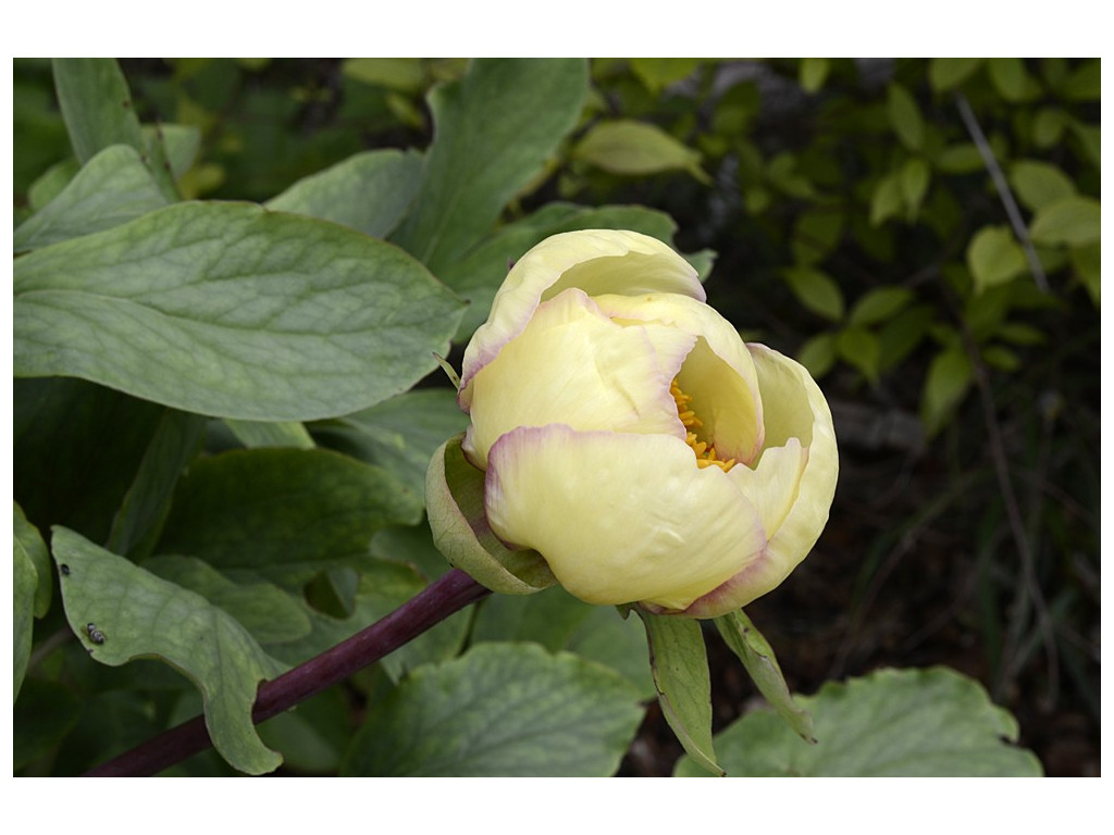 PAEONIA MLOKOSEWITSCHII RU5295