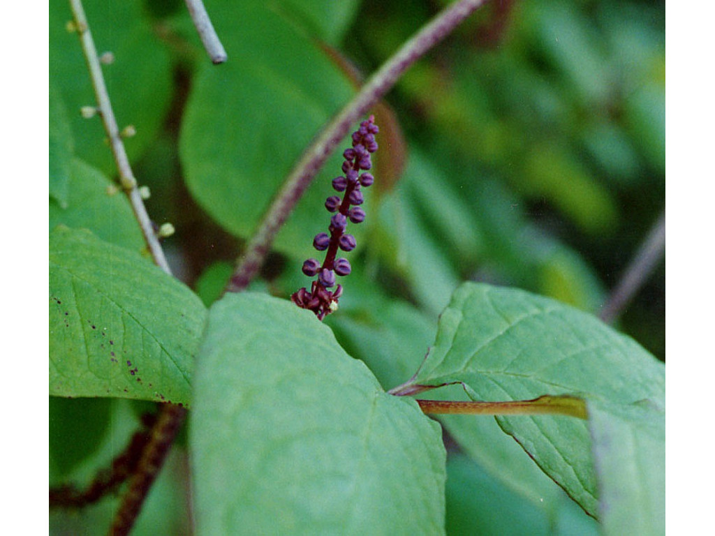 SINOFRANCHETIA CHINENSIS