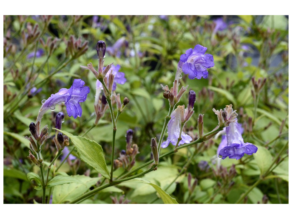 STROBILANTHES PENSTEMONOIDES