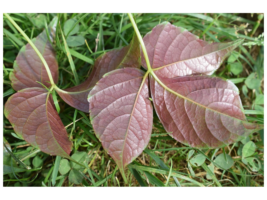 PARTHENOCISSUS SEMICORDATA CBCH044