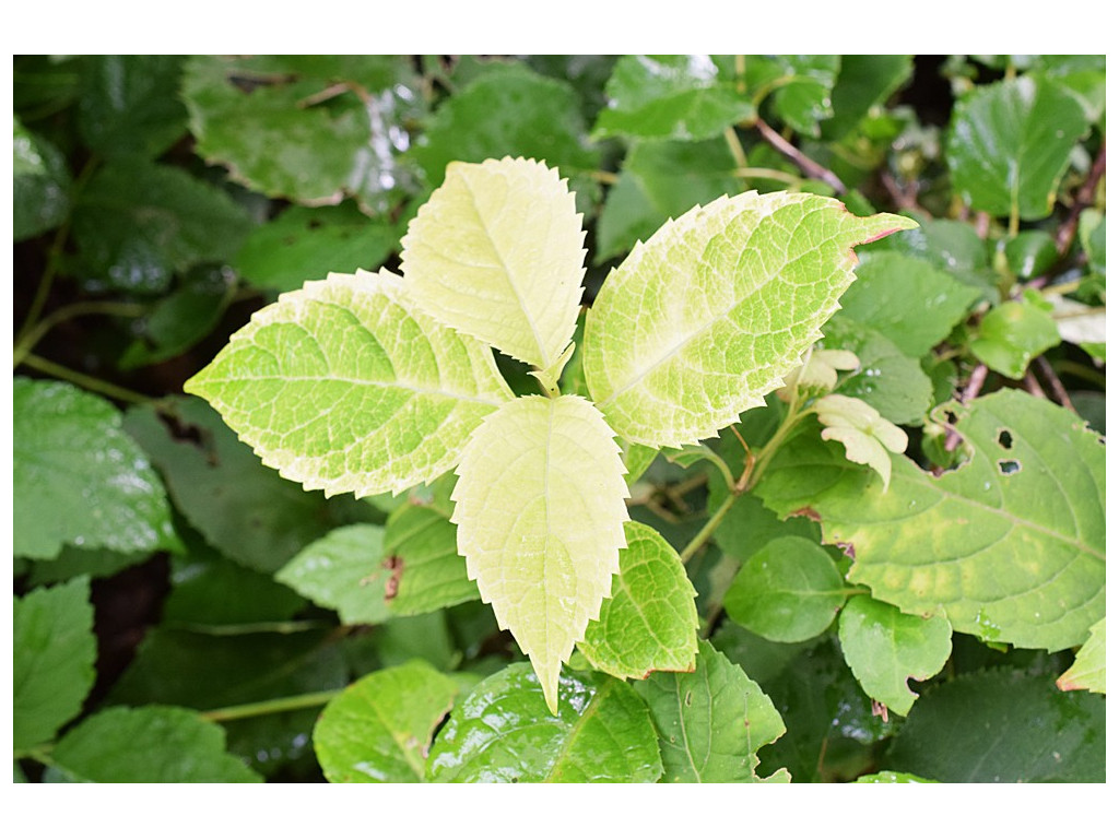 HYDRANGEA SERRATA 'KOUGETSU'